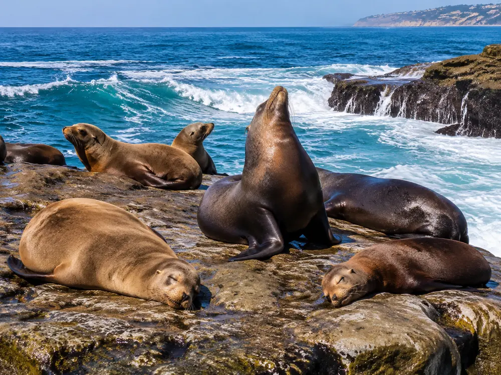 California sea lions hauled out near the Cove